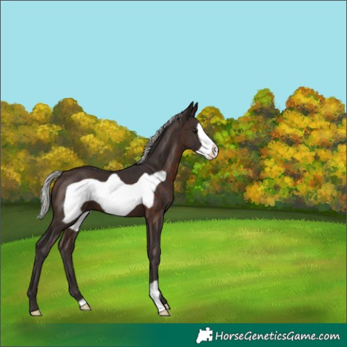 Horse Color:Silver Brown Frame 