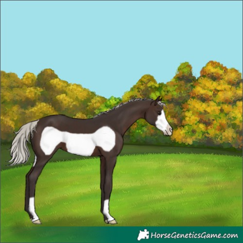 Horse Color:Silver Brown Frame 