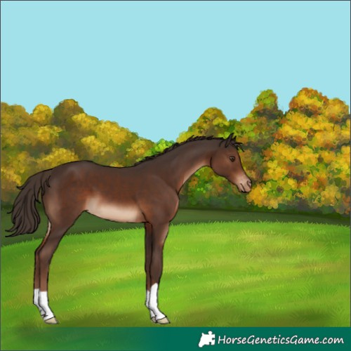 Horse Color:Liver Chestnut Appaloosa 