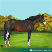 Horse Color:Brown Sabino 