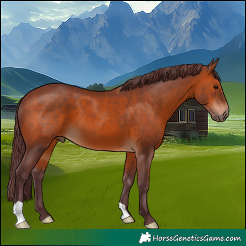 Horse Color:Chocolate Brown 