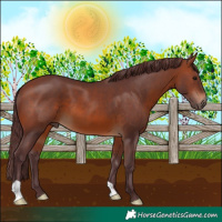 Horse Color:Chocolate Brown 