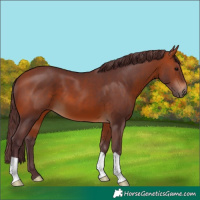 Horse Color:Chocolate Bay