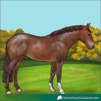 Horse Color:Chocolate Brown