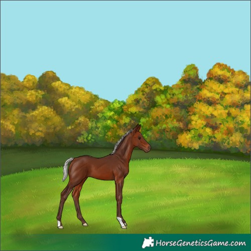 Horse Color:Silver Bay 