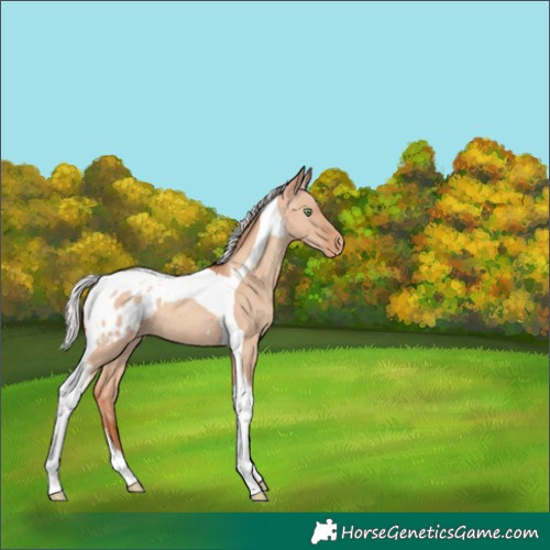 Horse Color:Silver Amber Champagne Dun Tobiano Appaloosa 