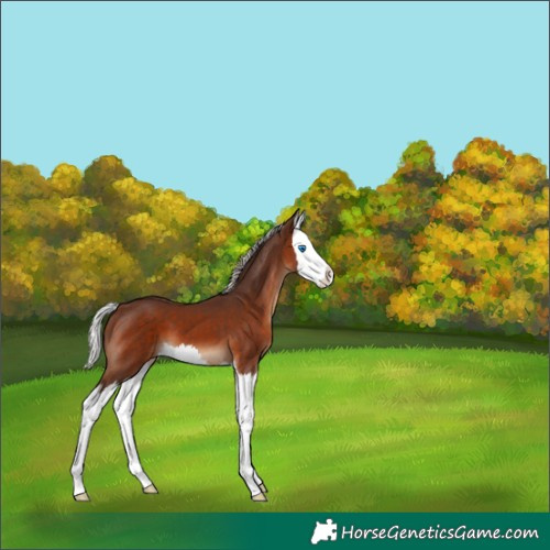 Horse Color:Silver Brown Splash 