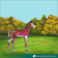 Horse Color:Silver Bay Splash 