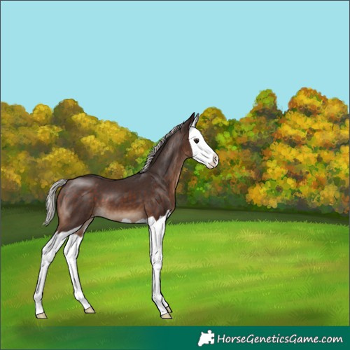 Horse Color:Silver Brown Splash Appaloosa 