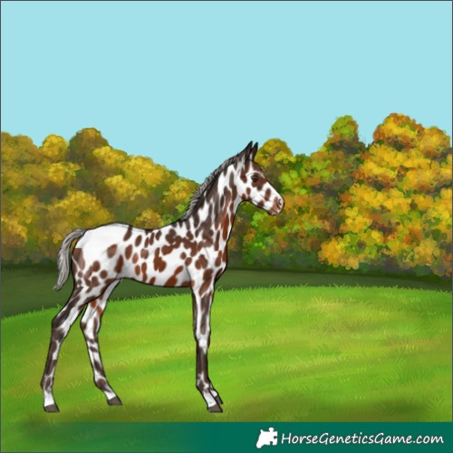 Horse Color:Silver Bay Appaloosa 