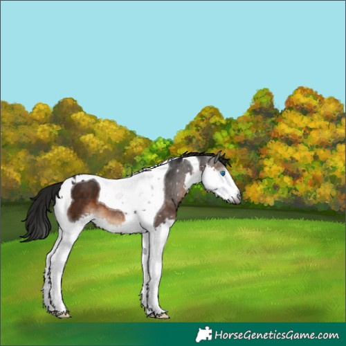 Horse Color:Gray Brown Splash Tobiano 