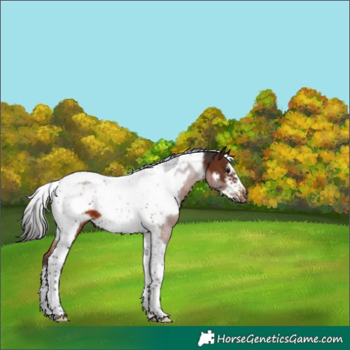 Horse Color:Brown Tobiano Frame 
