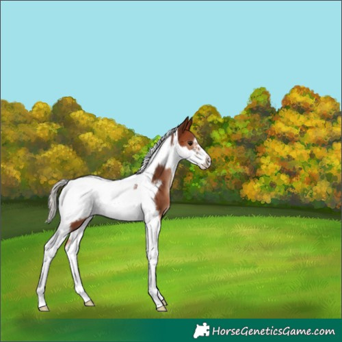 Horse Color:Silver Bay Tobiano Frame 