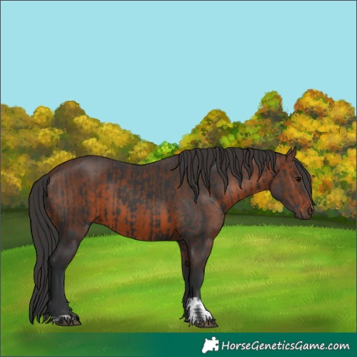 Horse Color:Black  and Brown 