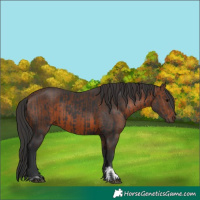 Horse Color:Black  and Brown 
