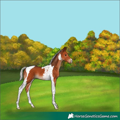Horse Color:Silver Bay Tobiano 