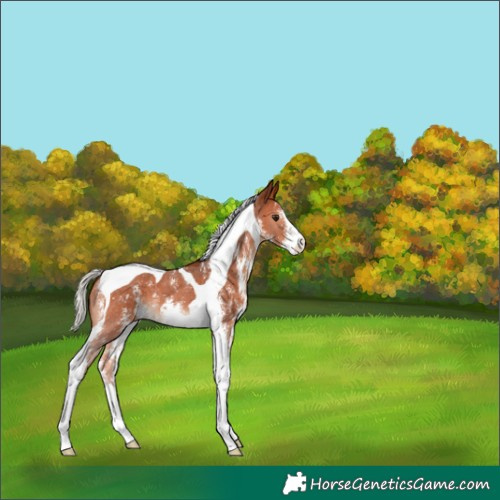 Horse Color:Silver Bay Sabino Tobiano 