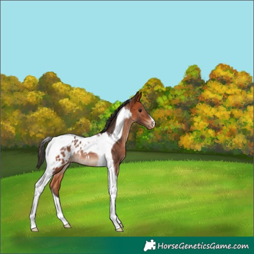 Horse Color:Bay Tobiano Appaloosa Rabicano 