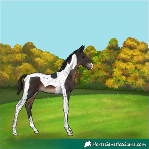 Horse Color:Brown Tobiano 