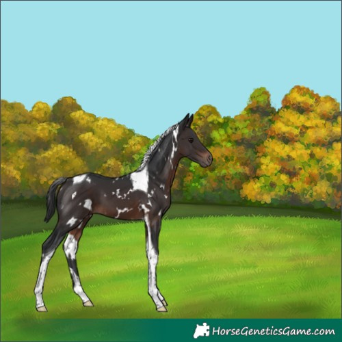 Horse Color:White Spotted Brown Tobiano 