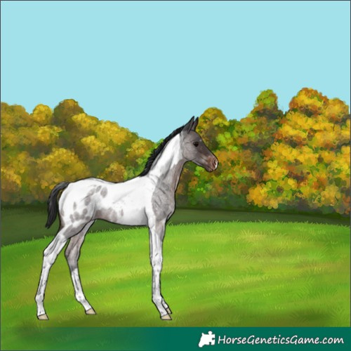 Horse Color:Brown Roan Tobiano Appaloosa 