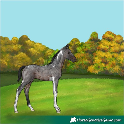 Horse Color:Brown Roan Tobiano 
