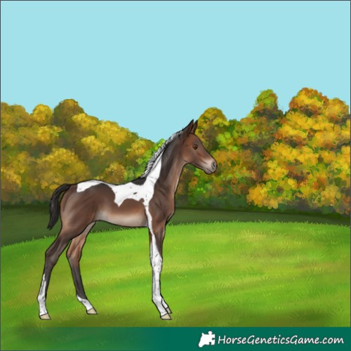 Horse Color:Brown Tobiano 