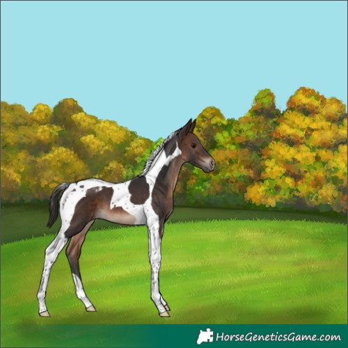 Horse Color:Brown Tobiano 