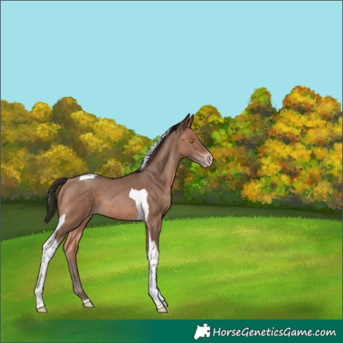 Horse Color:Sable Champagne Tobiano Appaloosa 