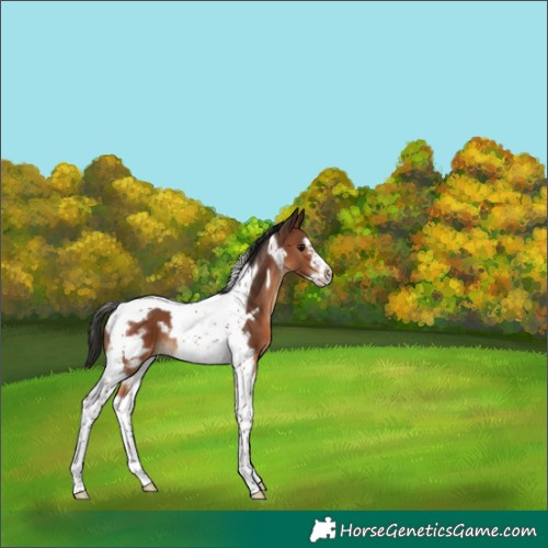 Horse Color:Brown Tobiano Frame 