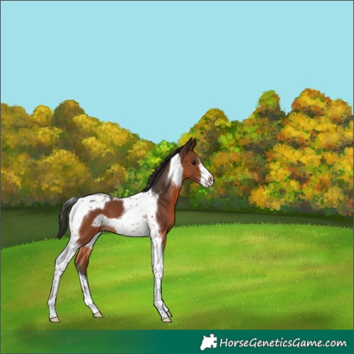 Horse Color:Brown Tobiano Frame 