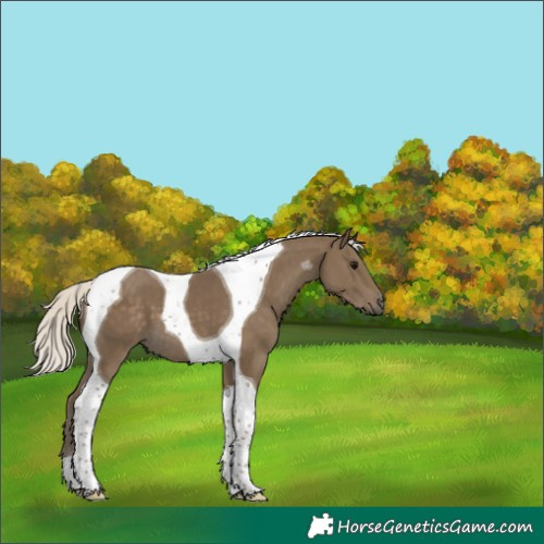 Horse Color:Silver Smoky Black Tobiano 