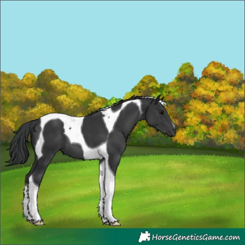 Horse Color:Black Tobiano 