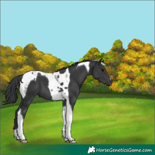 Horse Color:Black Tobiano 