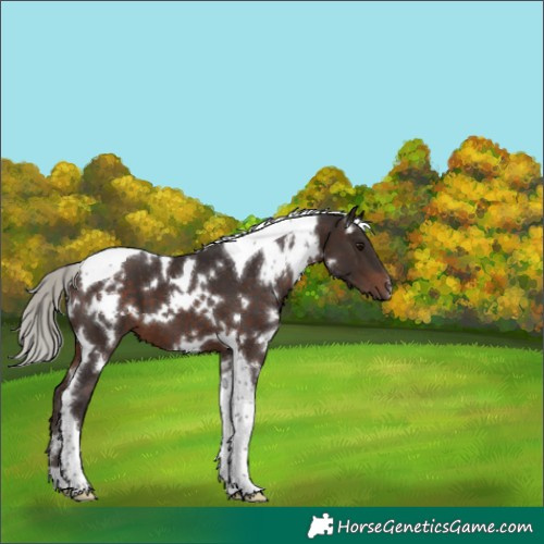 Horse Color:White Spotted Silver Brown Tobiano 