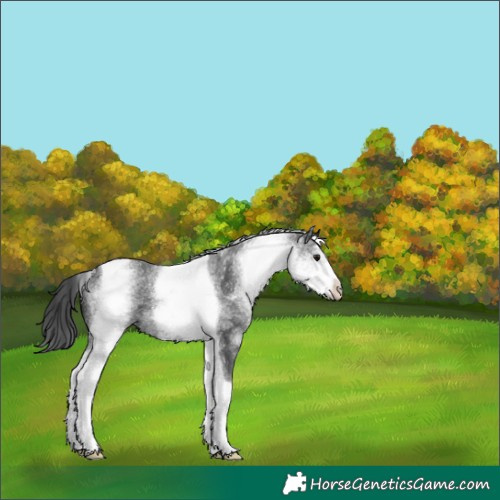 Horse Color:White Spotted Black Tobiano 