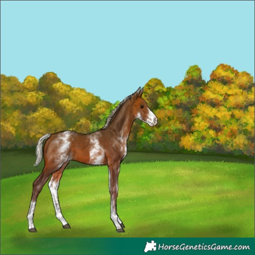 Horse Color:White Spotted Silver Brown Tobiano 