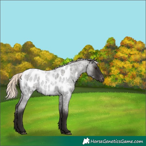 Horse Color:Liver Red Roan Mushroom Appaloosa 