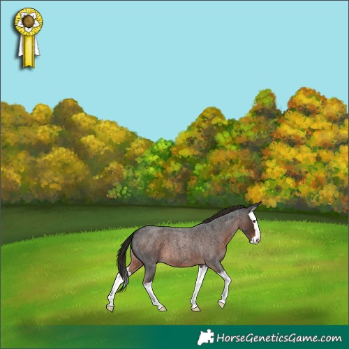 Horse Color:Liver Red Roan Splash 