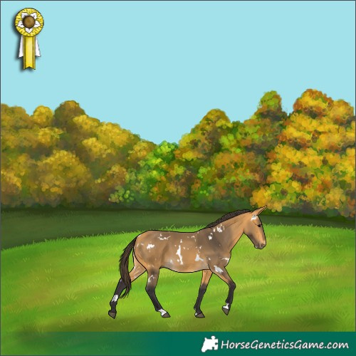 Horse Color:White Spotted Buckskin 