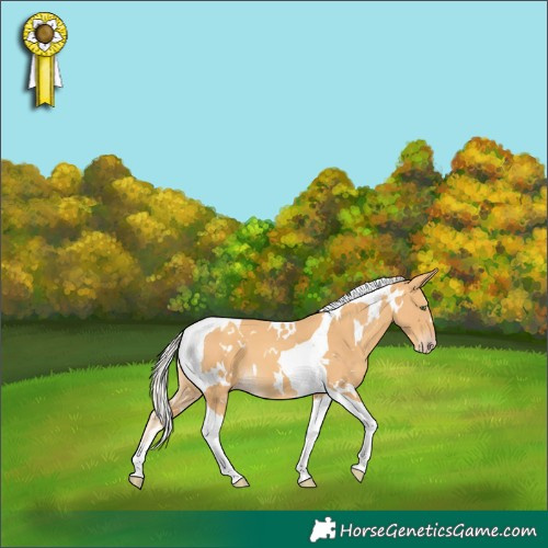 Horse Color:White Spotted Gold Cream Champagne Tobiano 