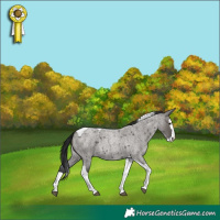 Horse Color:Grullo Roan Splash Tobiano