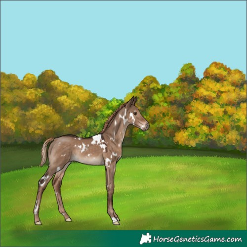 Horse Color:White Spotted Liver Red Dun Rabicano 