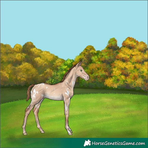 Horse Color:White Spotted Gold Champagne Dun Rabicano 