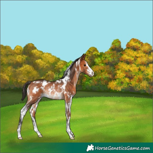 Horse Color:White Spotted Bay Rabicano 