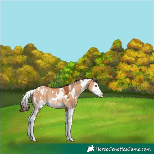 Horse Color:White Spotted Bay Dun Splash Appaloosa Rabicano 