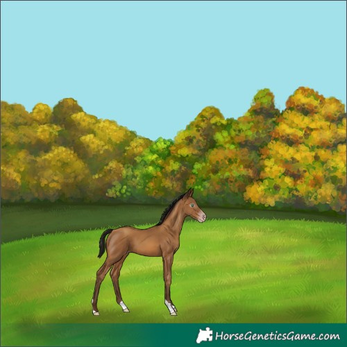 Horse Color:Gray Amber Champagne Tobiano Rabicano 