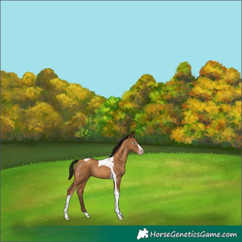 Horse Color:Gray Amber Champagne Tobiano Rabicano 