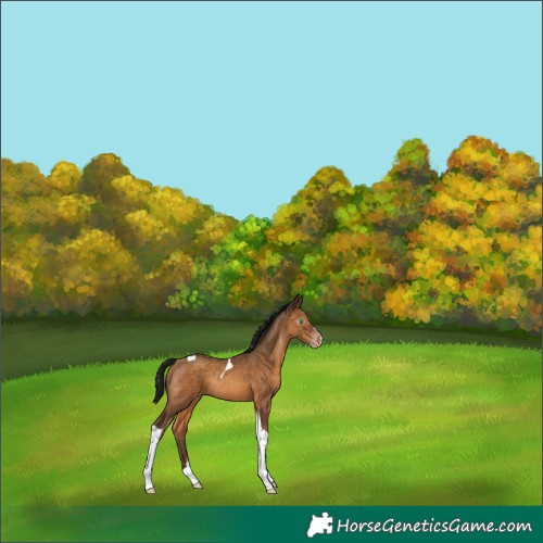 Horse Color:Gray Amber Champagne Tobiano Appaloosa Rabicano 