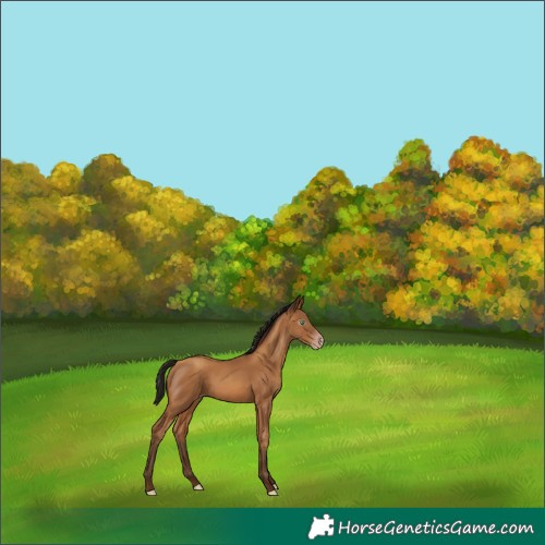 Horse Color:Gray Amber Champagne Appaloosa Rabicano 